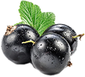 Black currant