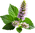 Patchouli