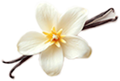 Vanilla