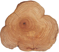 Cedar Wood
