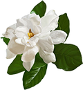 Jasmine