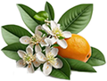 Orange blossom