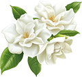 Gardenia