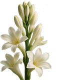 Tuberose