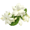 Jasmine