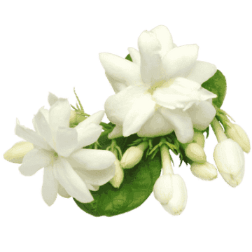 Jasmine