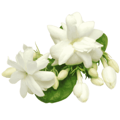 Jasmine
