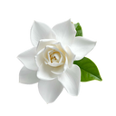 Gardenia