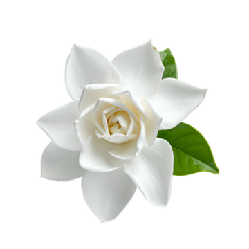 Gardenia