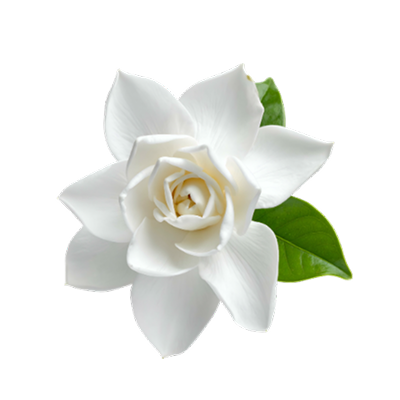 Gardenia