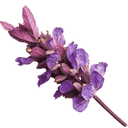 Patchouli