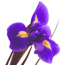 Iris Flower