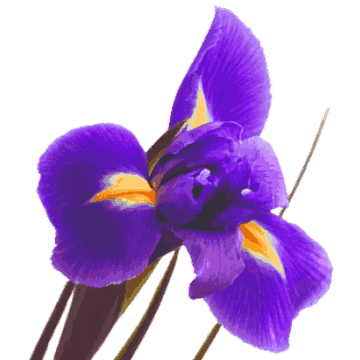 Iris Flower