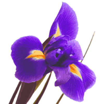 Iris Flower