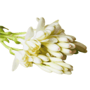 Tuberose