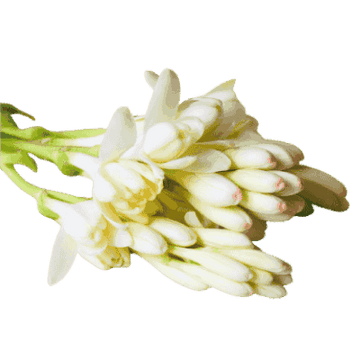 Tuberose