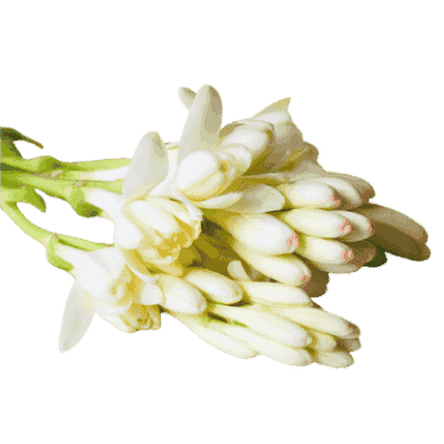 Tuberose